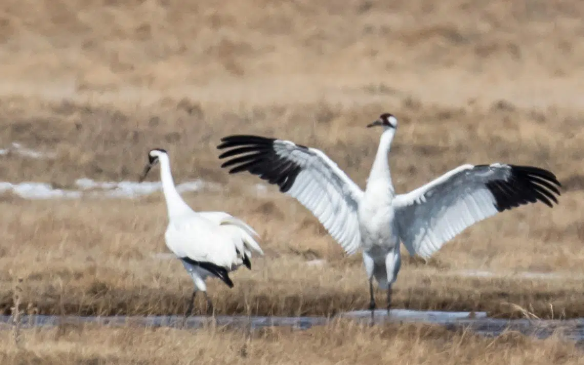 Whooping Crane Migration | The Mighty 790 KFGO | KFGO