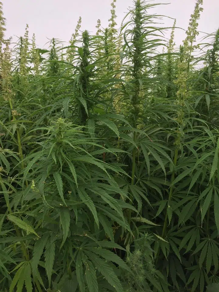 Minnesota Hemp Growers And Processors Must Apply By March 31 For 2020 ...