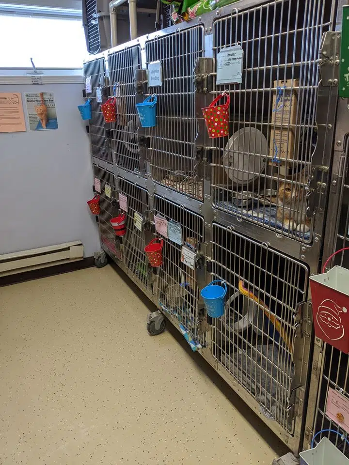 How Are Local Animal Shelters Handling COVID-19? | Y94