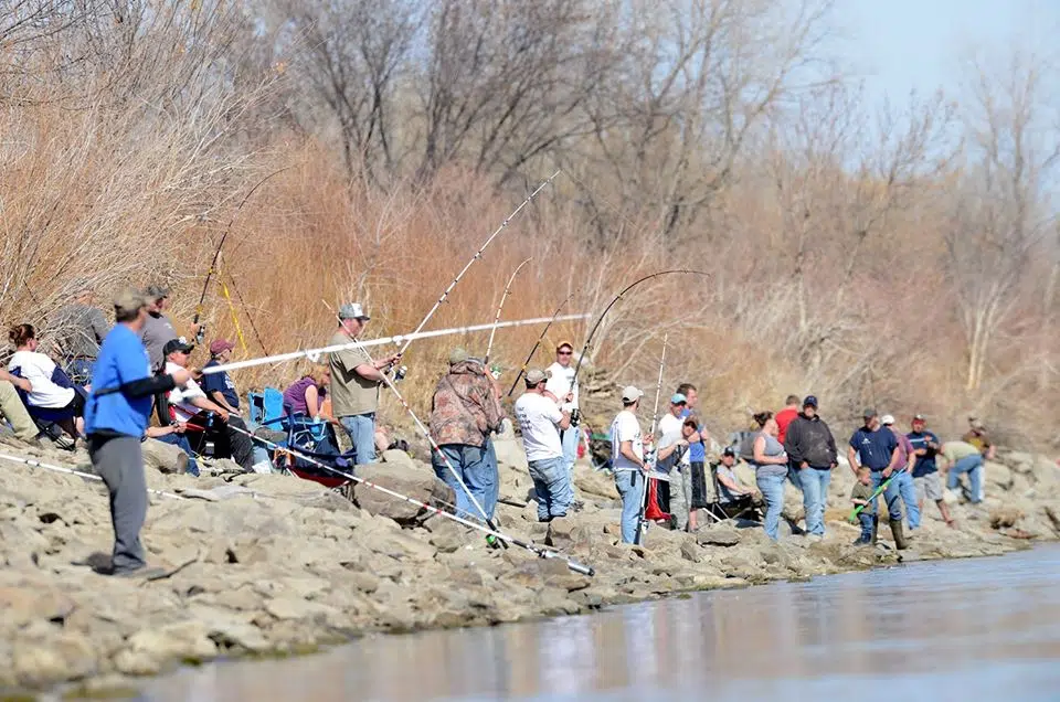 Paddlefish Snagging Harvest Season Canceled The Mighty 790 KFGO KFGO