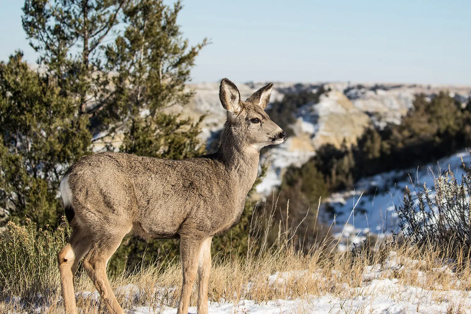 2022 North Dakota Spring Mule Deer Survey Complete The Mighty 790 KFGO KFGO