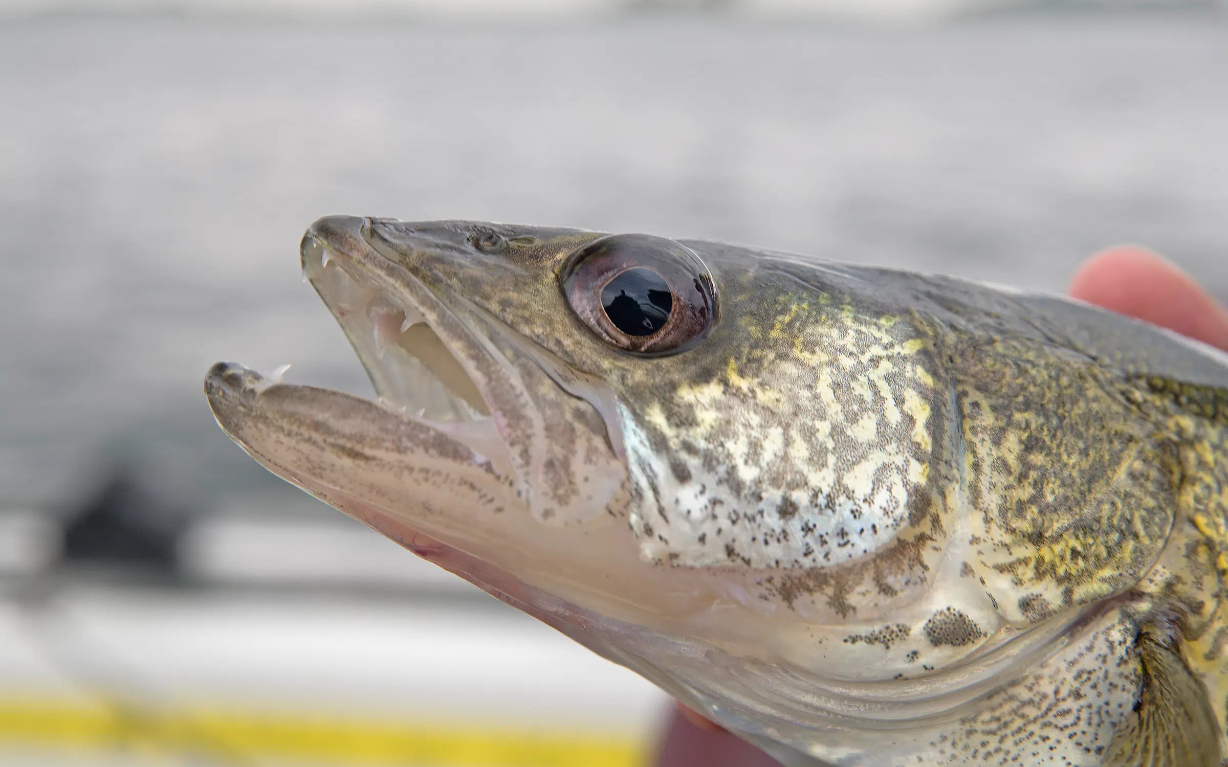 Anglers Should Keep Fish Caught in Deep Water The Mighty 790 KFGO KFGO