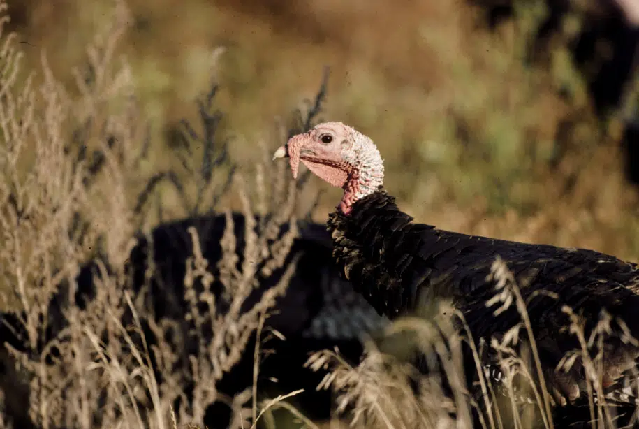 2023 North Dakota Fall Turkey Season Set | Froggy 99.9 KVOX