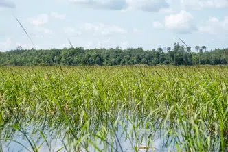 How To Harvest Wild Rice And Paddling Basics The Mighty 790 KFGO KFGO