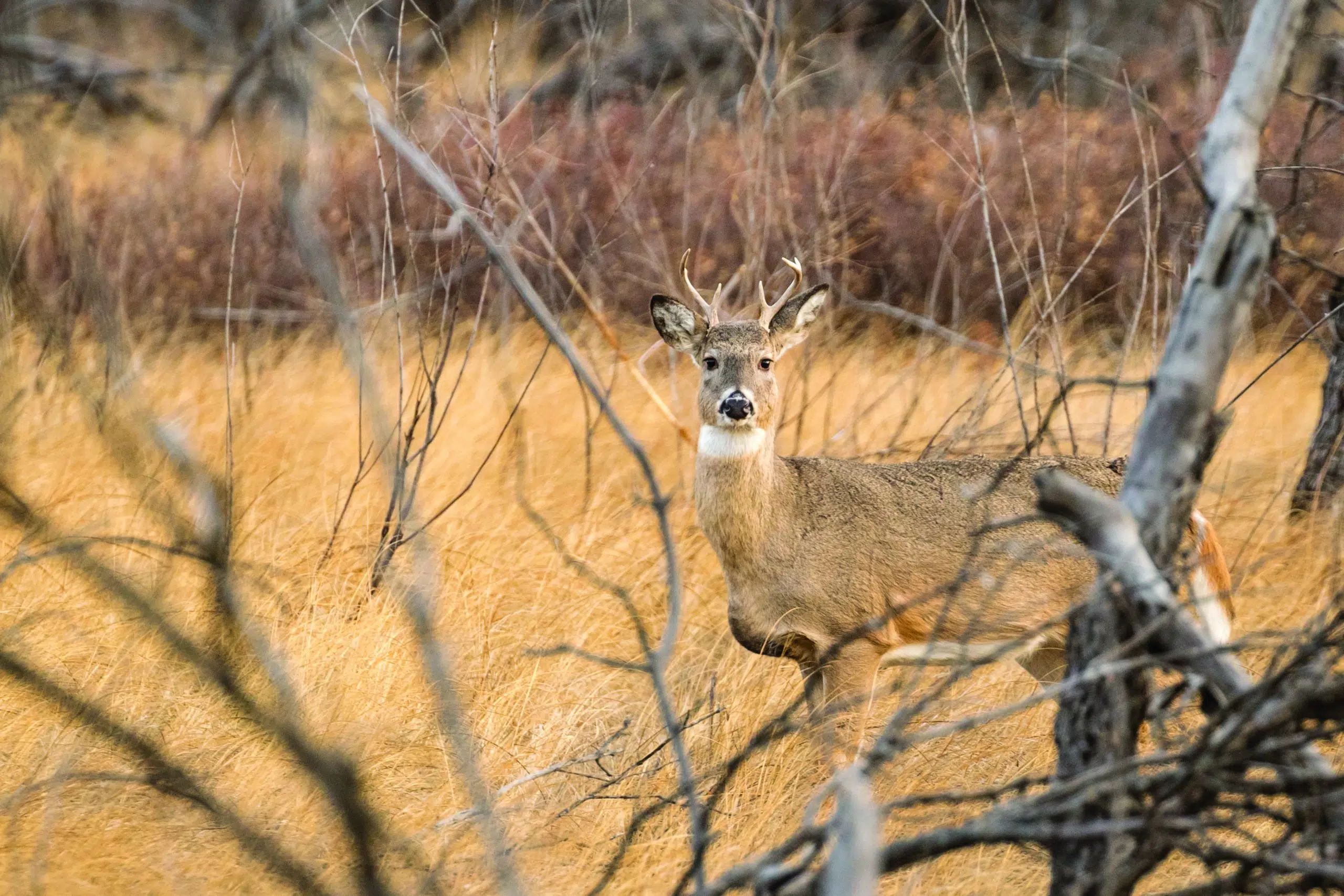 Some common questions for 2020 North Dakota deer season The Mighty