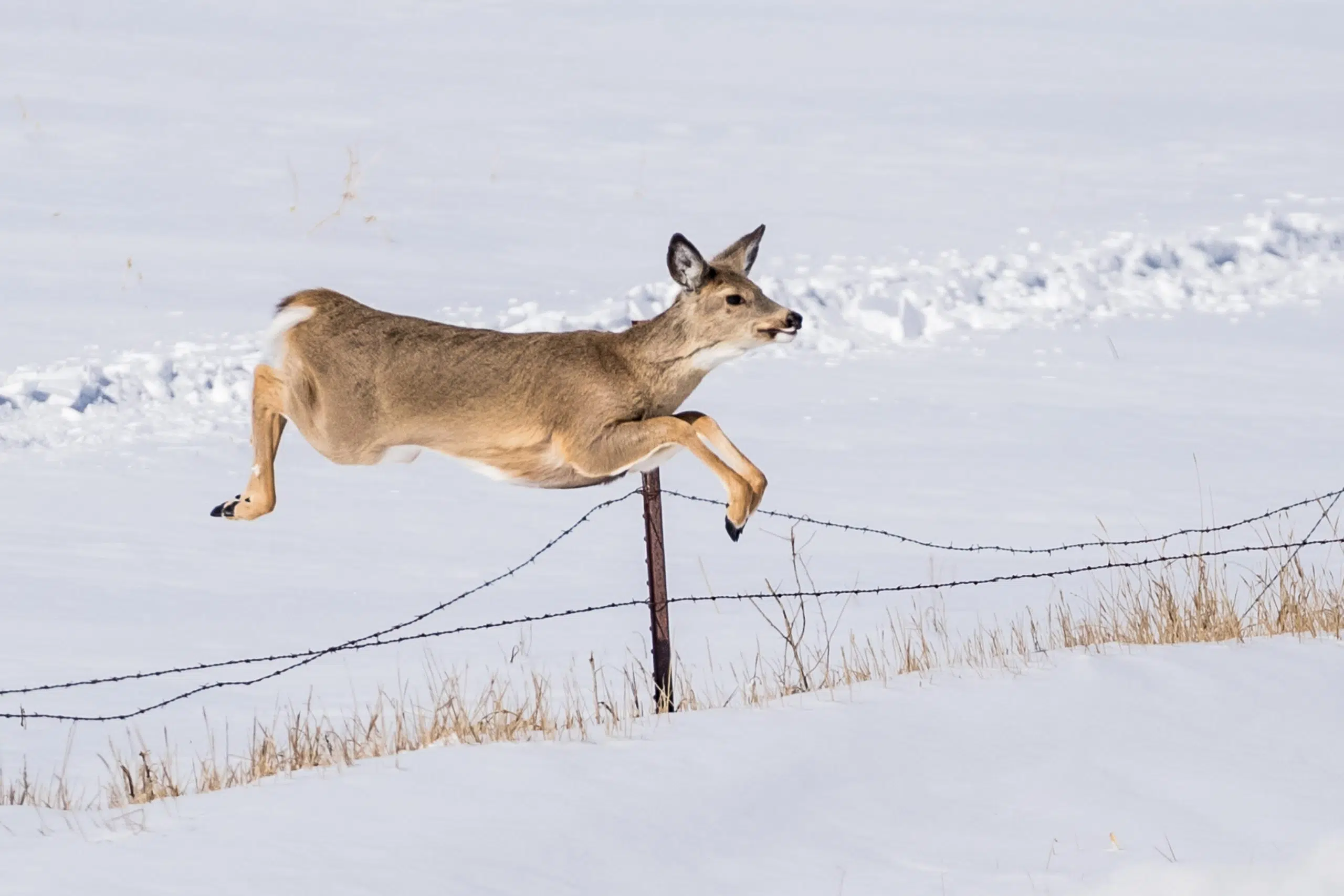 More questions and answers for North Dakota deer hunting The Mighty