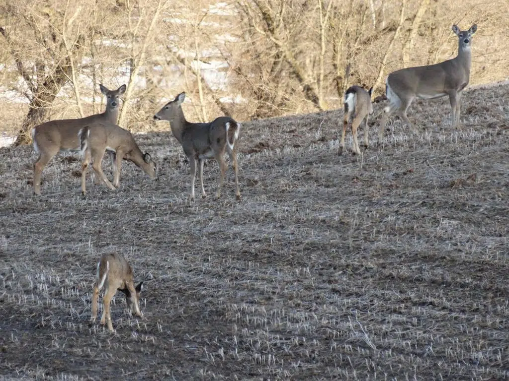 Field reports: What Minnesota deer hunters can expect this season | The ...