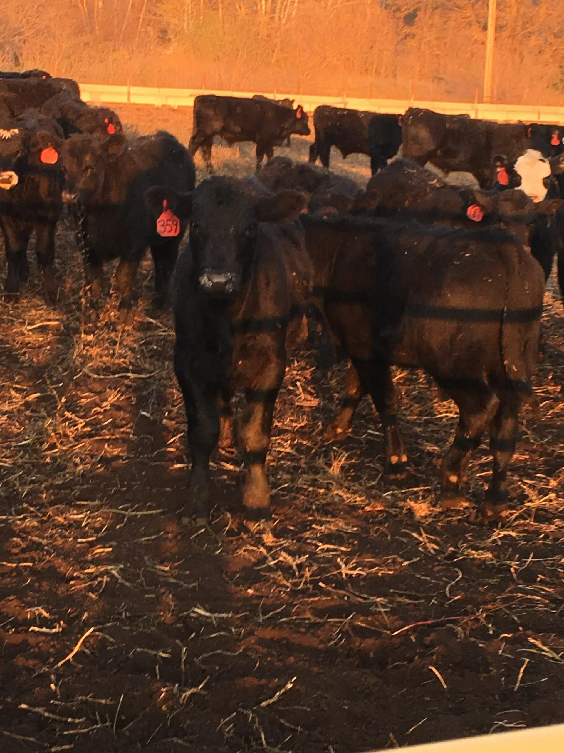 Cowcalf producers in South Dakota have the opportunity take part in