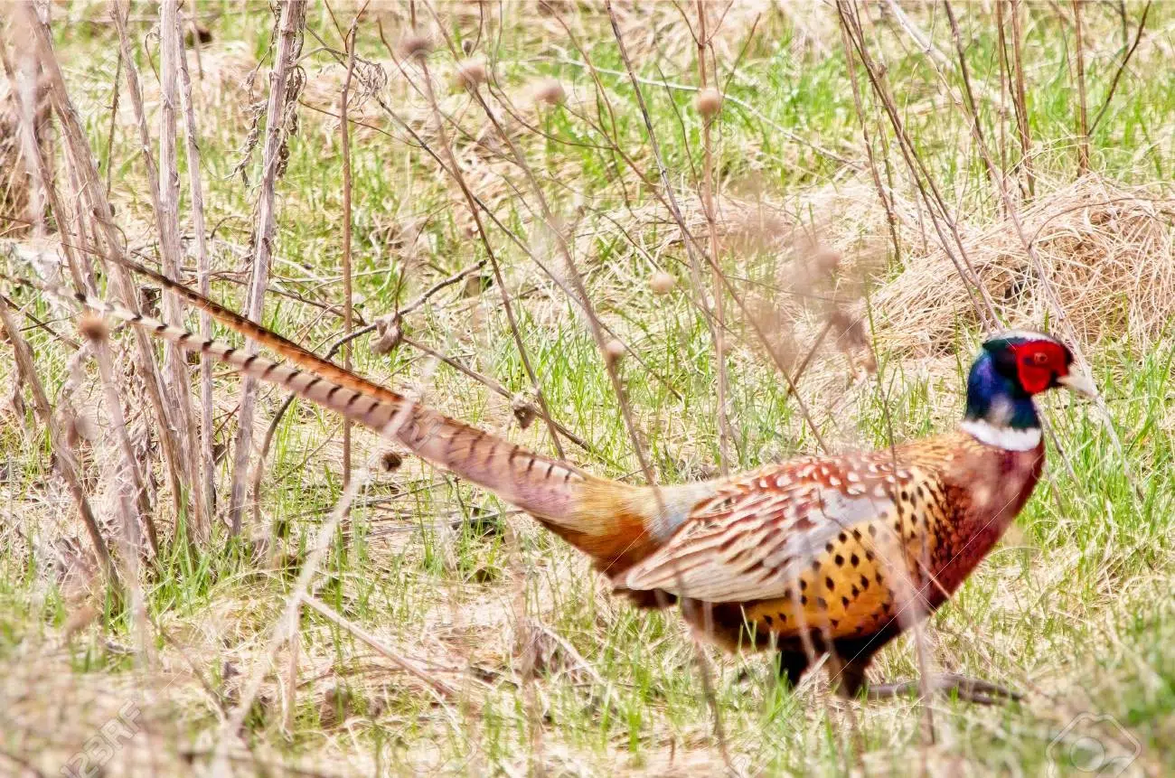 Minnesota pheasant hunting opens this weekend The Mighty 790 KFGO KFGO