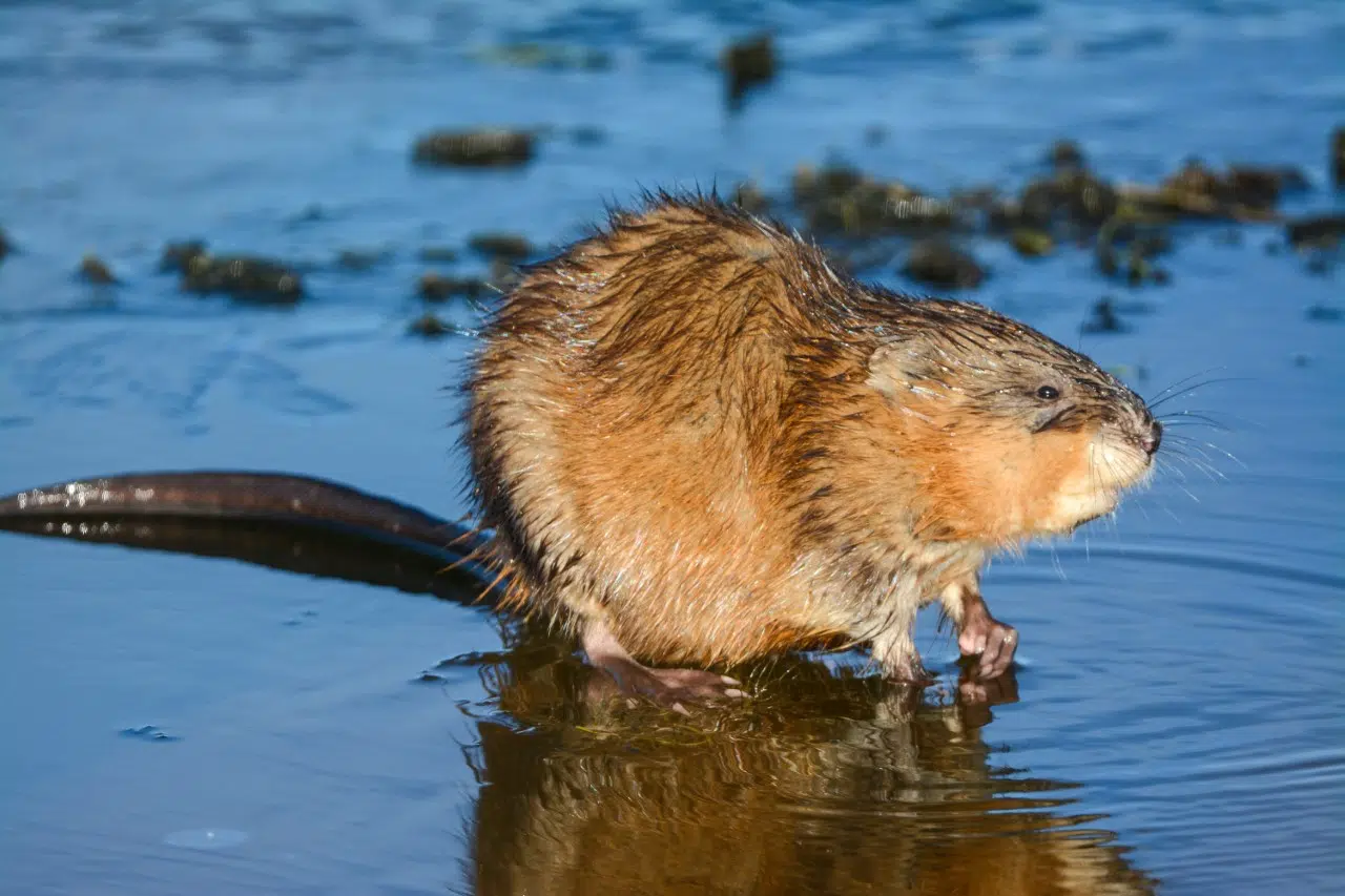 What’s the current status on muskrats and coyotes in North Dakota? The Mighty 790 KFGO KFGO