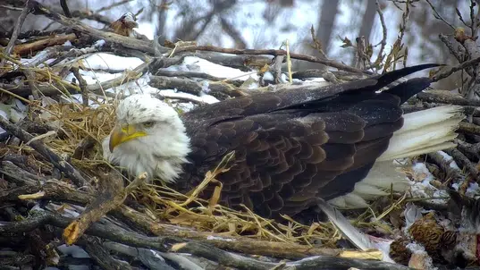 Eagles Across America  U.S. Fish & Wildlife Service