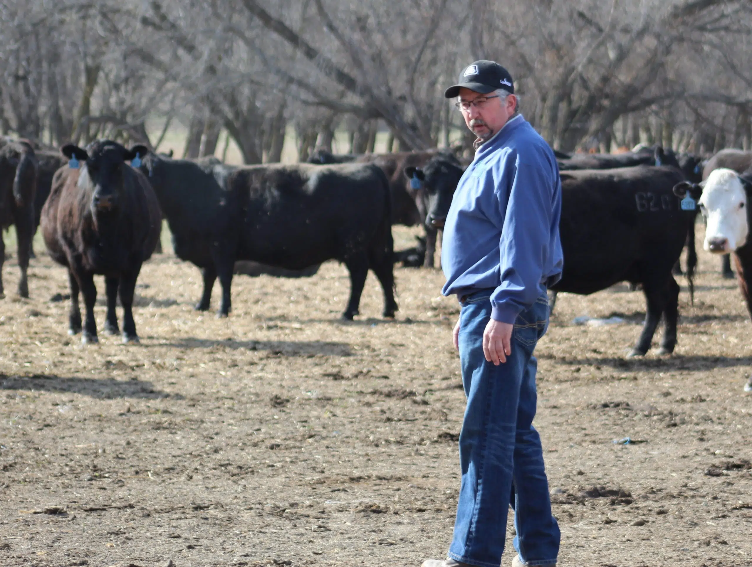 UPDATE Cattle farmer identified after dozens of his cows were found in