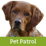 Lost Dog | 740 The FAN - Vimarsana News