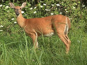 Minnesota #DNR plan for a safe and successful deer hunting season - Vimarsana News