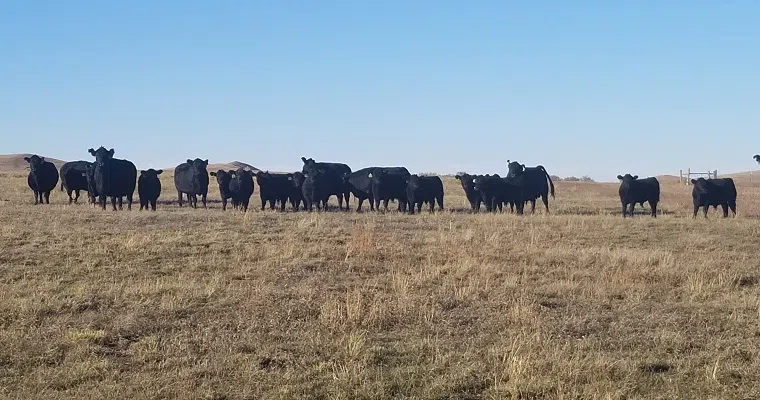 Evaluate Beef Cattle Supplement Options During Drought | The Mighty 790 ...