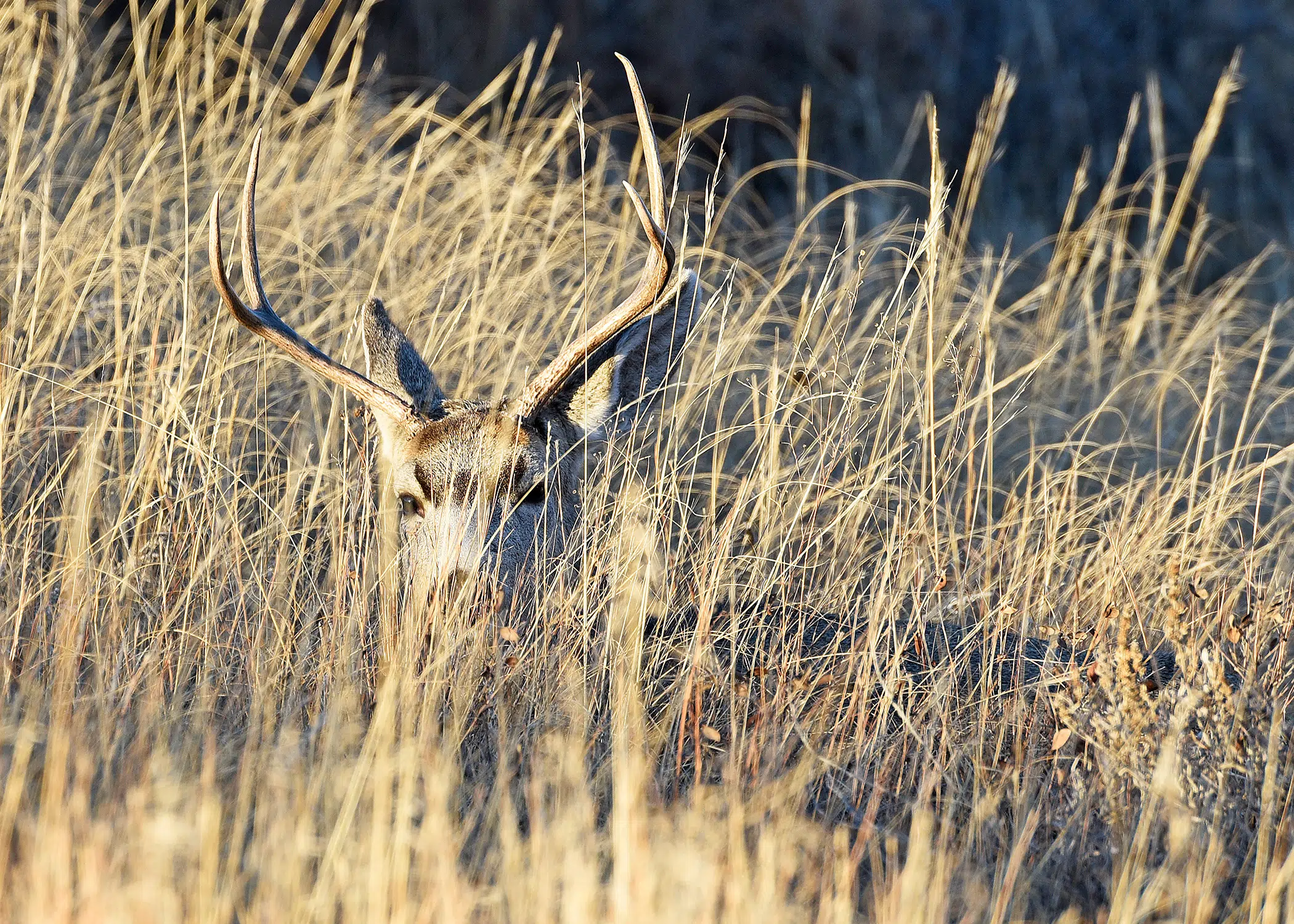 North Dakota Deer Season 2024 Tarah Francene