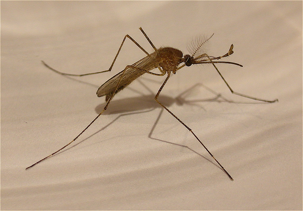 West Nile virus confirmed in Grand Forks - Vimarsana News