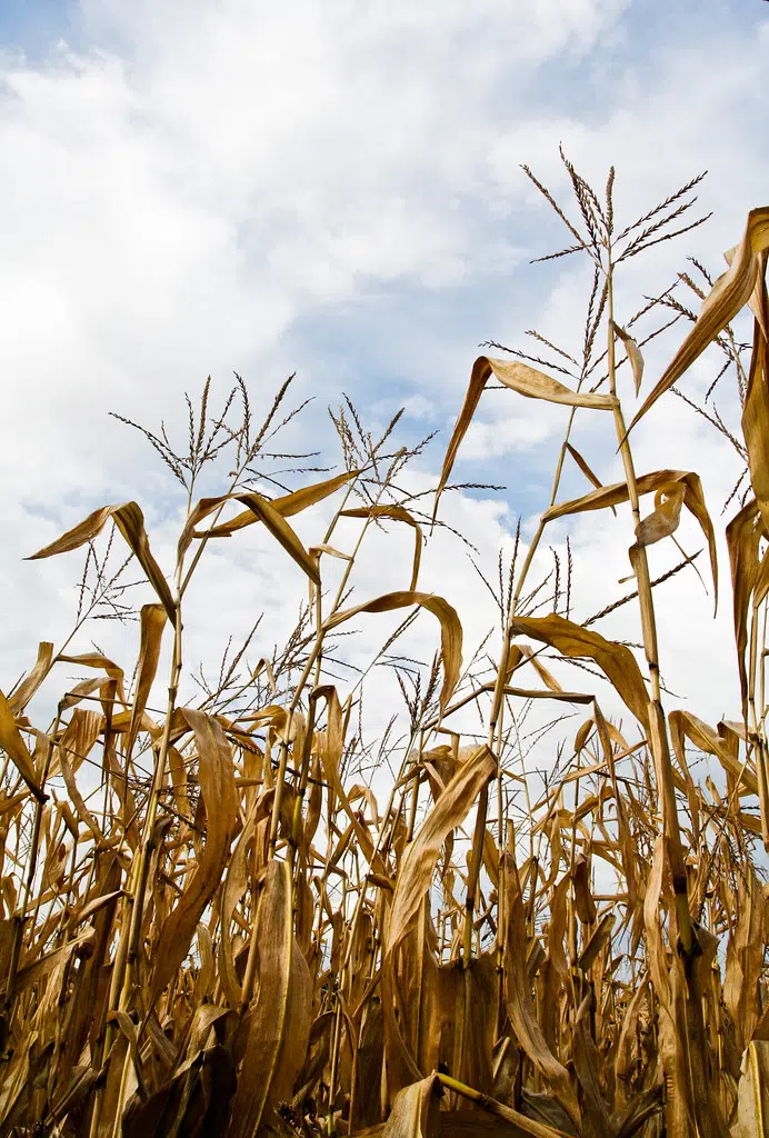 NCGA Hosts Next Generation of Ag Leaders for Policy Institute | The ...