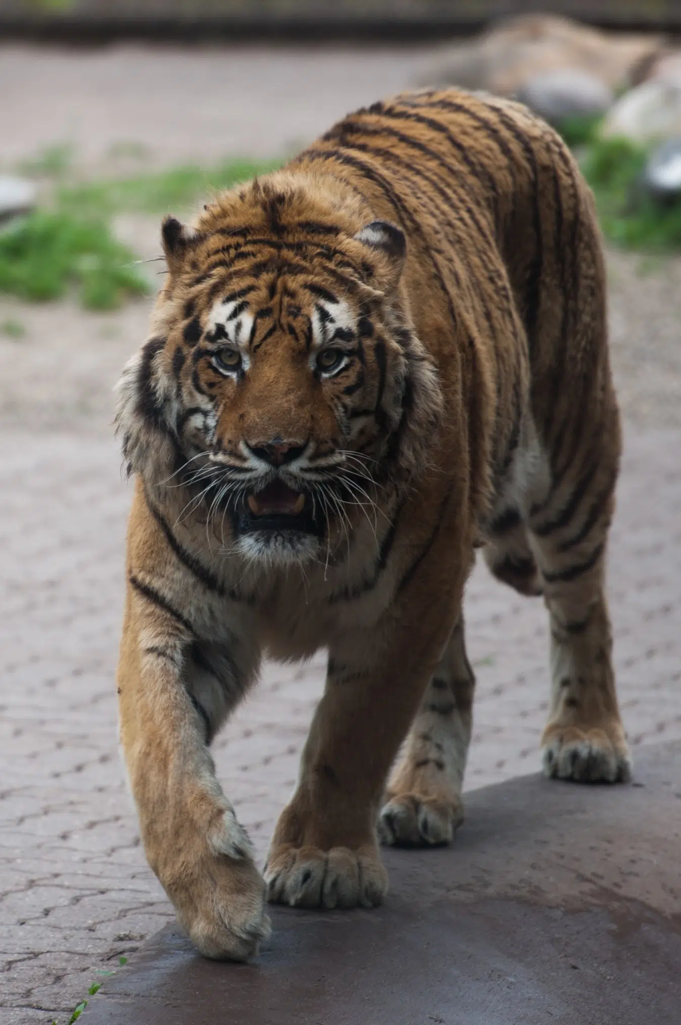 Chahinkapa Zoo in Wahpeton loses national accreditation The Mighty