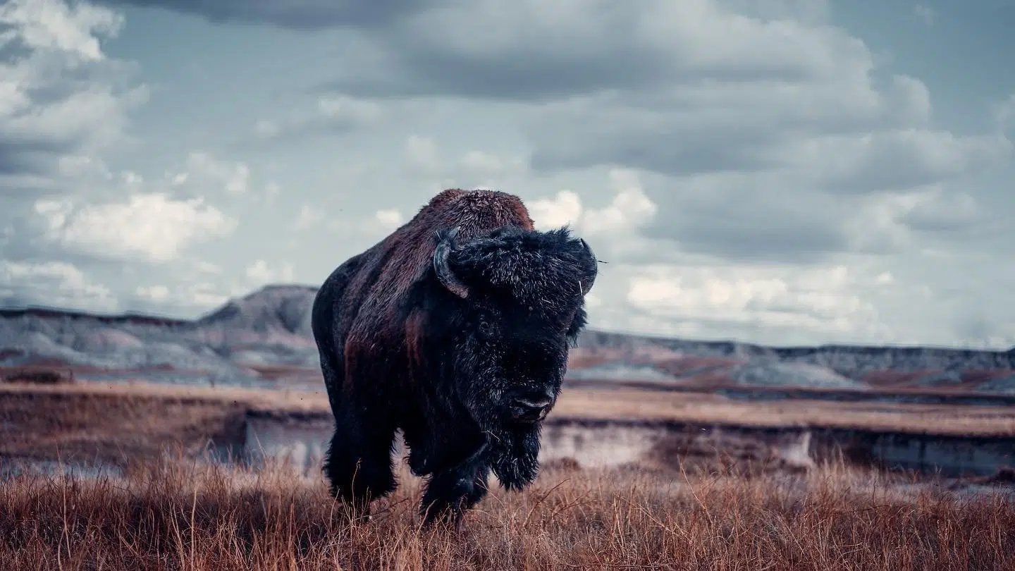 58 bison relocated from Grand Canyon National Park North Rim The