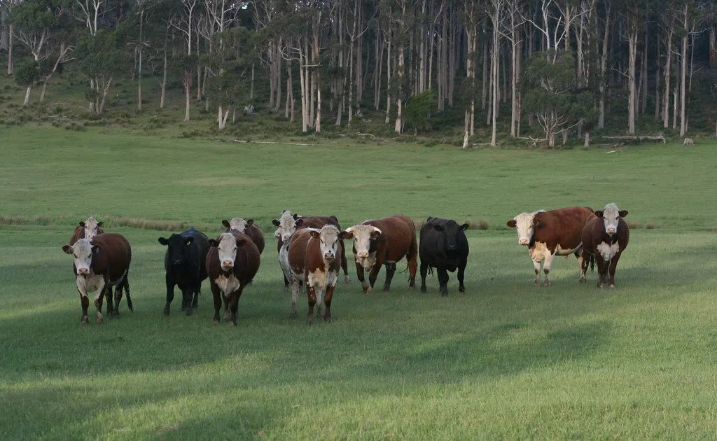 Senate Ag Committee Passes Meat Packing Special Investigator Act The