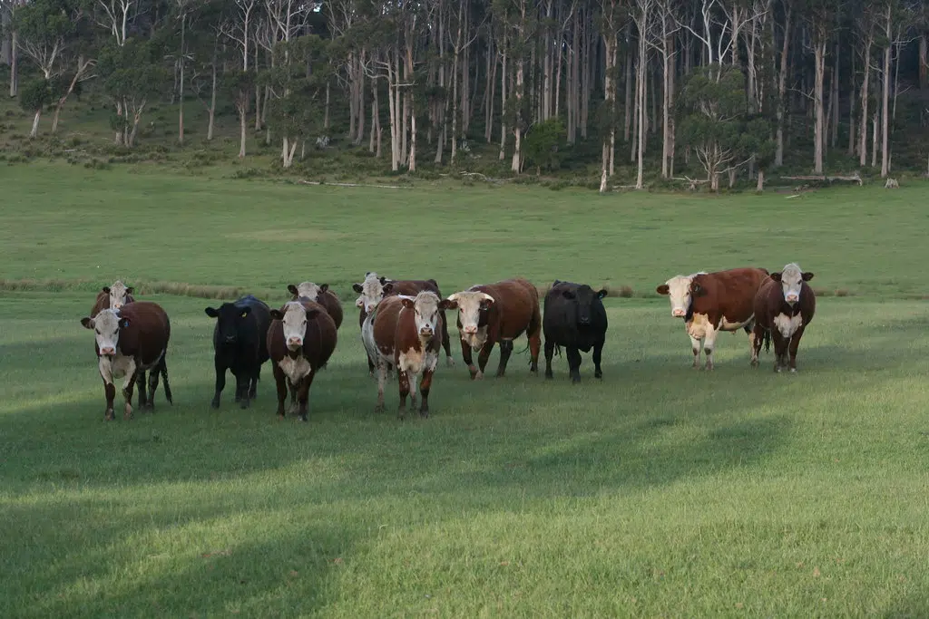 Senate Ag Committee Passes Meat Packing Special Investigator Act The