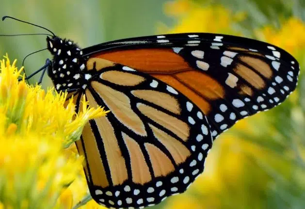 Minnesota butterfly now listed as endangered | The Mighty 790 KFGO | KFGO