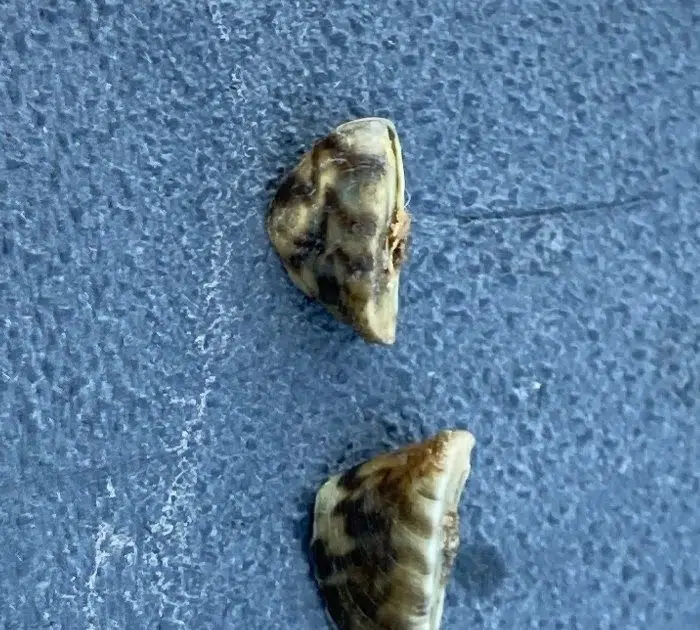 Zebra Mussels Discovered in Blue Dog Lake The Mighty 790 KFGO KFGO