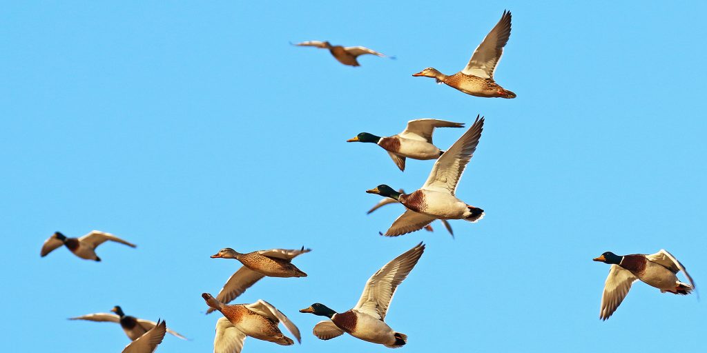 2023 North Dakota Waterfowl Season - Vimarsana News