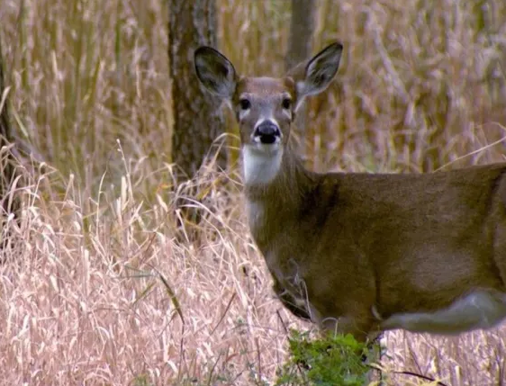 2023 Minnesota deer hunting preview - Vimarsana News