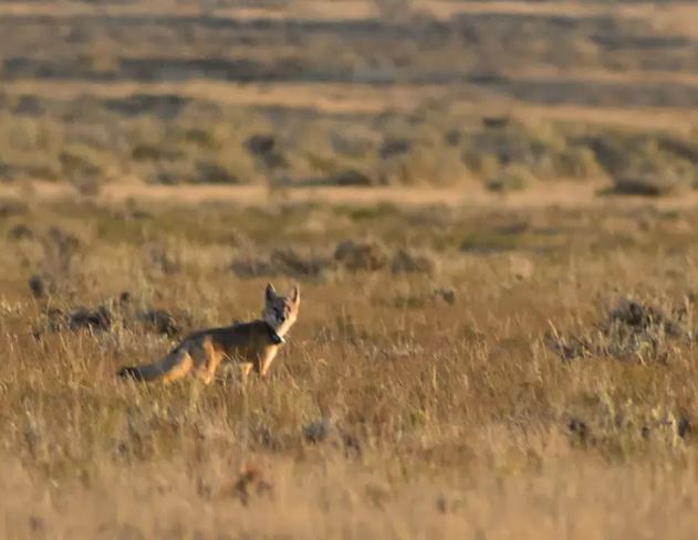 Northern Plains tribes bring back their wild 'relatives' - Vimarsana News