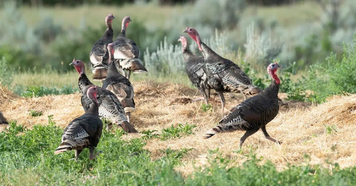 2023 North Dakota Spring Turkey Season Set 740 The FAN