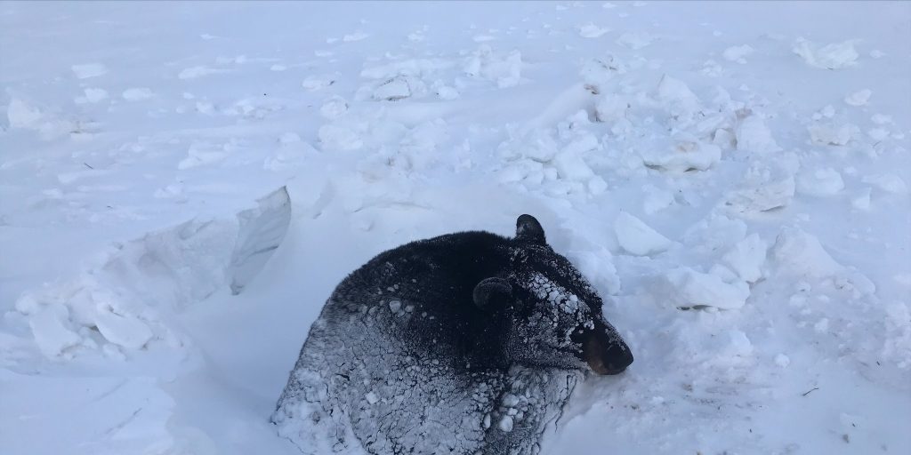 Hibernating bear rescued after becoming stuck in deep snow and ice - Vimarsana News