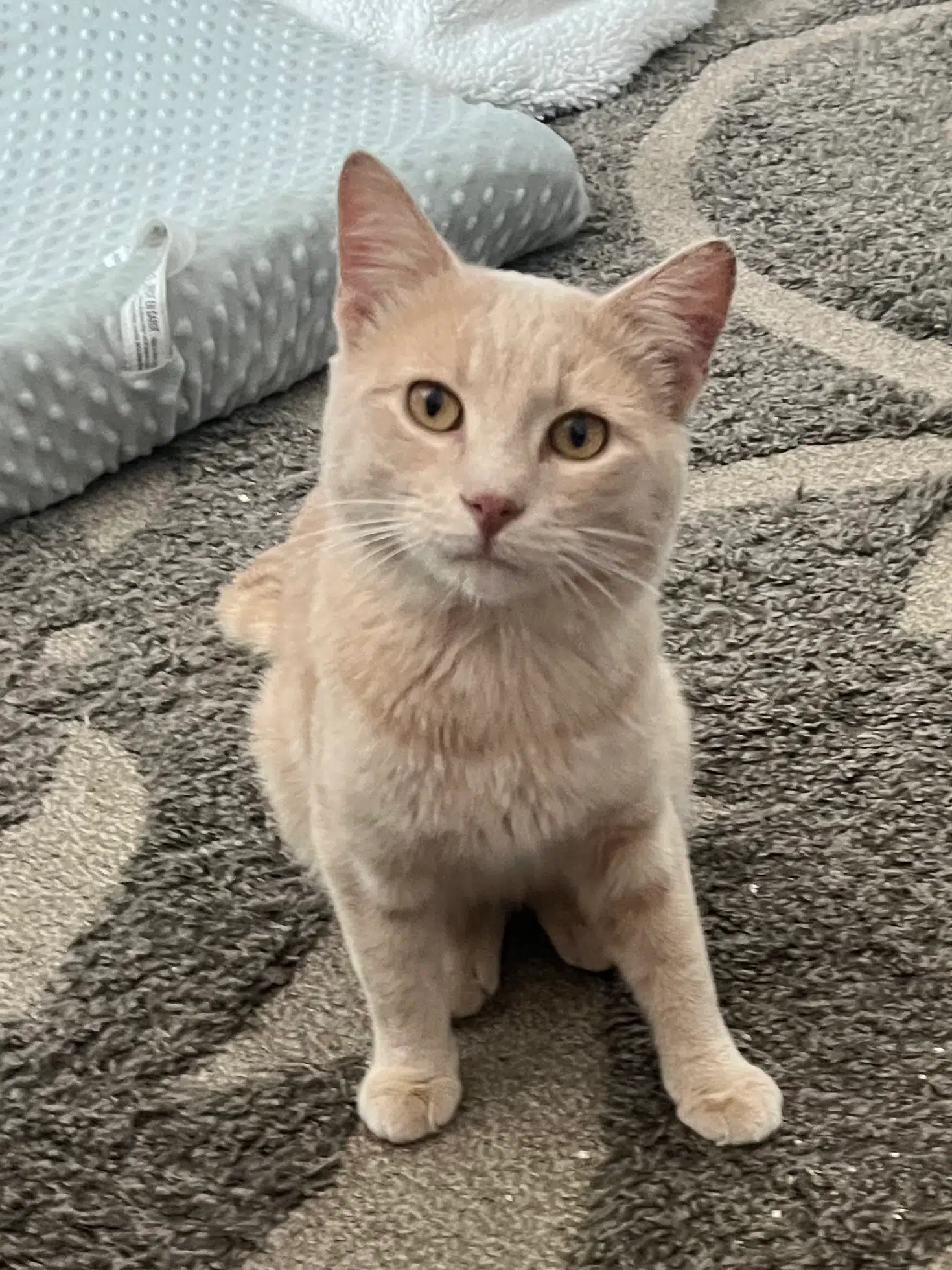 “Butters” lost cat | The Mighty 790 KFGO | KFGO