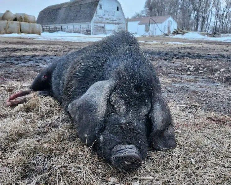 Tolna farmer shot and killed pig after it tried to attack him, animal