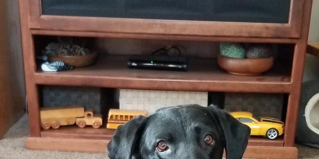 Lost Lab/Bassett Hound Mix - Vimarsana News