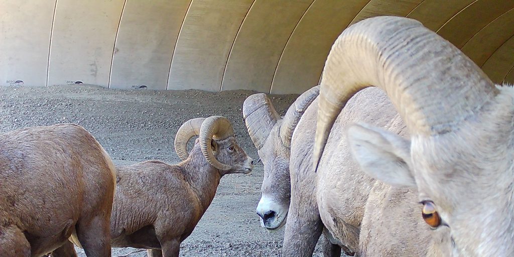 Innovative ways to reduce big game and vehicle collisions - Vimarsana News