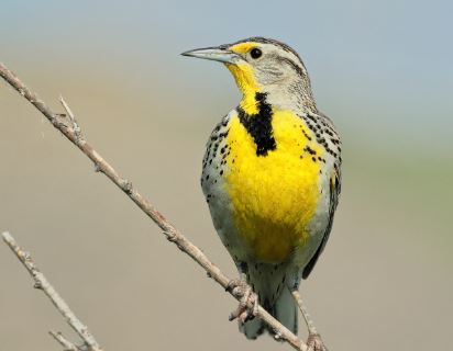 N. American grassland birds in peril, spurring effort to save the birds & their habitat - Vimarsana News