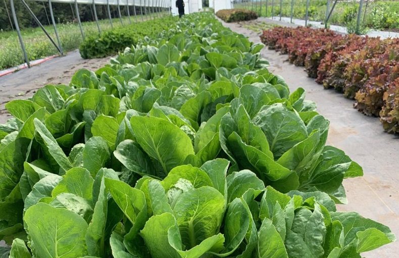 SDSU Extension to feature fruits and vegetables at new Cover Crop and Soil Health Field Day - Vimarsana News