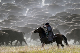 Rounded up! South Dakota cowboys and cowgirls rustle up hundreds of bison in nation's only roundup | The Mighty 790 KFGO - Vimarsana News