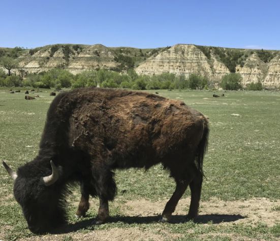 Theodore Roosevelt National Park to reduce bison herd from 700 to 400 animals - Vimarsana News