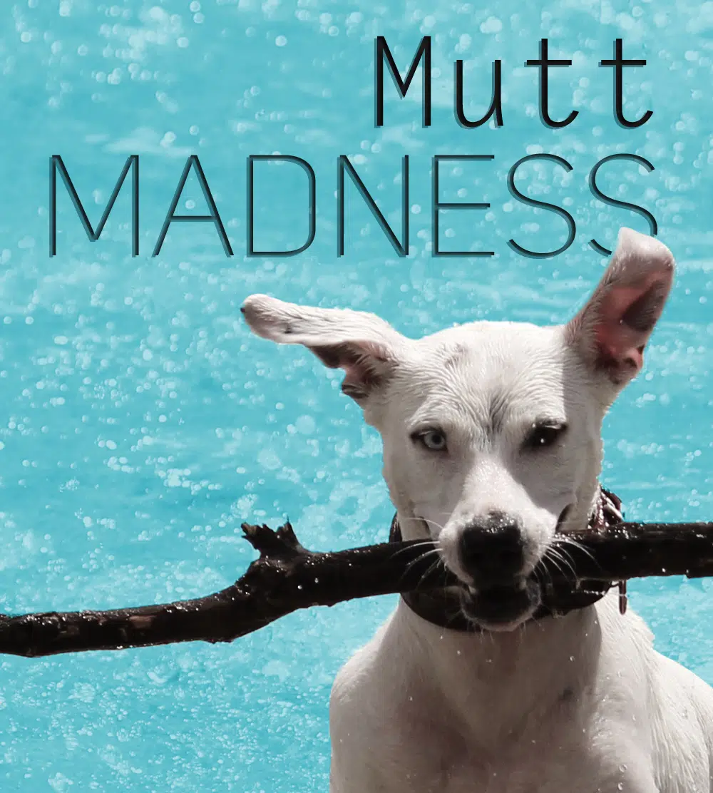 Mutt Madness Froggy 99.9 KVOX
