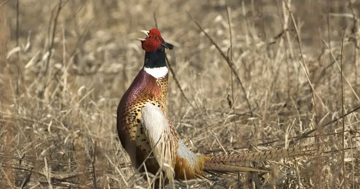 Worthington to Host 2022 Minnesota Governor’s Pheasant Hunting Opener