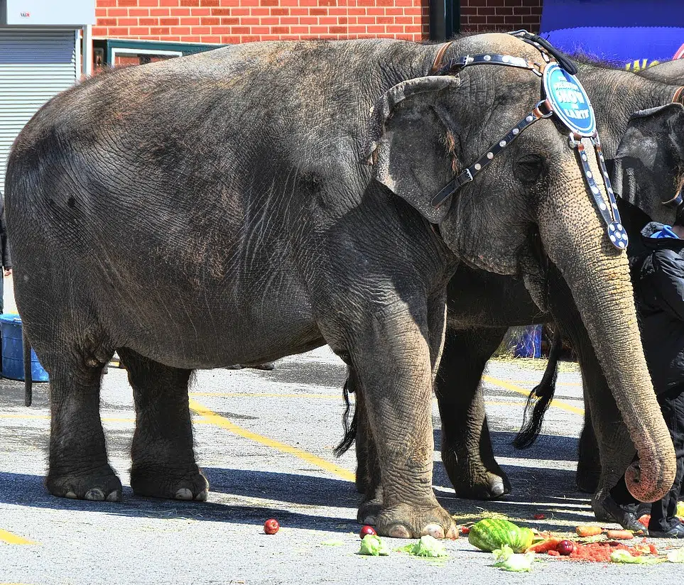 Petitioners Want Animal-Free Circus  WIKY | Adult Contemporary Radio