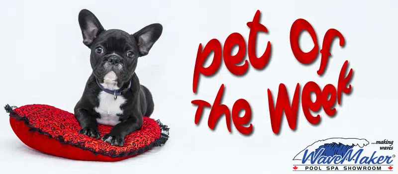 Feature: /pet-of-the-week/