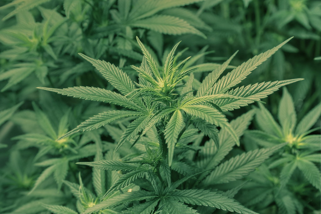 Two Marijuana Grow Operations get Special Use Permit approval - Vimarsana News
