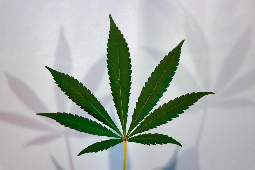City Council takes no action on 90 day marijuana moratorium request - Vimarsana News