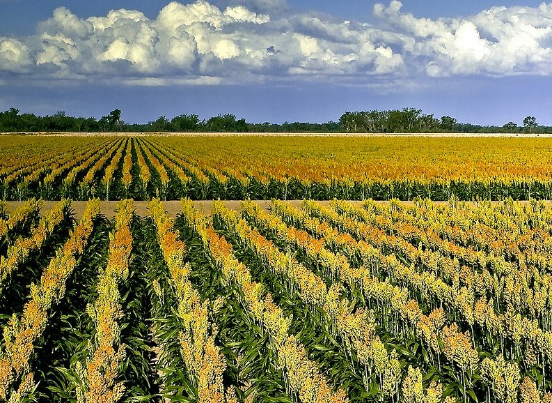 Michigan farmers may get flexibility when weather affects planting crops - Vimarsana News