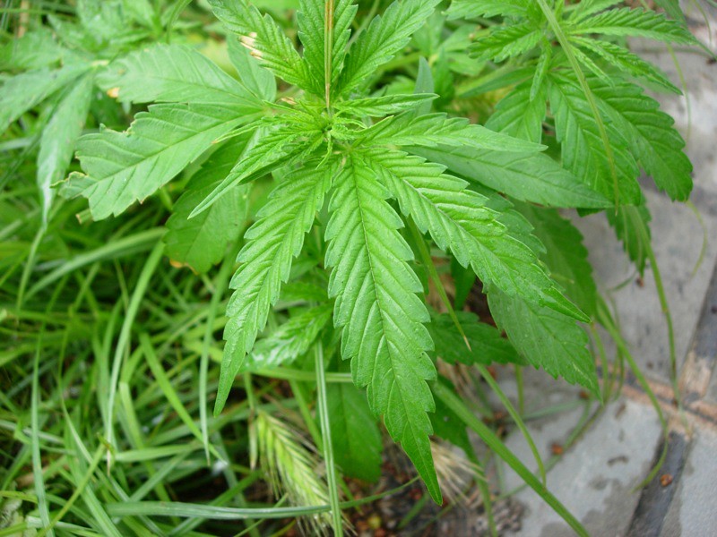 Drive-thru marijuana dispensaries can continue in Portage after council action last night - Vimarsana News