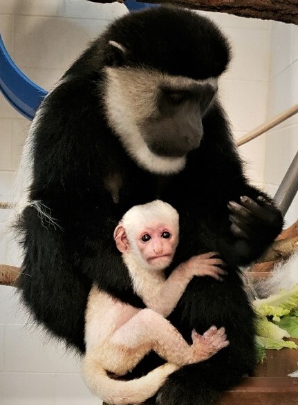 Colobus monkey born at Binder Park Zoo - Vimarsana News
